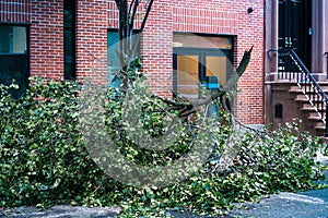 Large broken tree branch laying on the ground in West Village, NYC after a storm