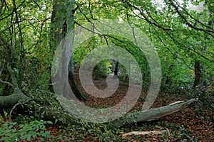Large broken tree branch in leafy green woodland