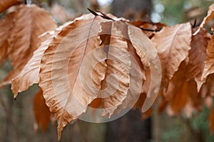 Large Bronze Autumn Leaves on a Tree Branch