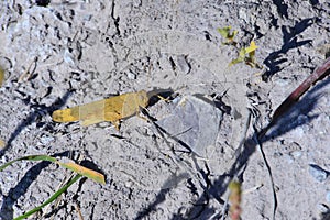 Large bronze-colored grasshopper on rocky ground