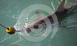 Large bronze shark being lured into the boat cages with a bait hook in the shark alley in Gansbaai South Africa