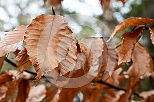 Large, Bronze and Textured Autumn Leaves in the Forest