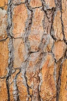 Large brown bark of a pine tree close-up