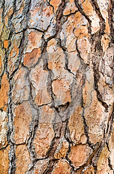 Large brown bark of a pine tree close-up