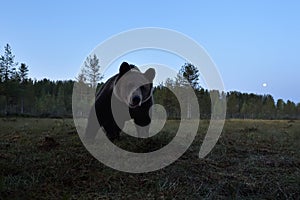 Large brown bear approaching at night, full moon in the sky