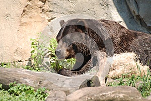 A large brown bear in his outdoor habitat at Brookfield Zoo.