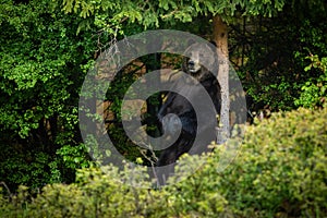 Large brown bear male standing on rear legs by a marking tree in summer forest