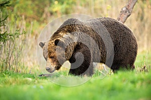 Large brown bear male walking through spring meadow with head down and sniffing