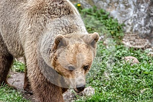 Large brown bear portrait in the woods