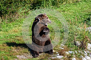 Large brown bear sitting up on his haunches with a paw up and waving, Brooks River, Katmai National Park, Alaska