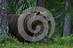 Large Brown bear sniffing