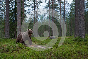 Large Brown bear sniffing in a taiga forest