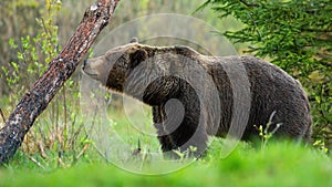 Large brown bear sniffing a tree and marking its territory in spring forest.