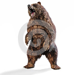 Large brown bear standing in an aggressive posture on an isolated white background.