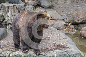 Large brown bear stands on stones near a water/ lake, close-up