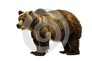 A large brown bear stands on a white background