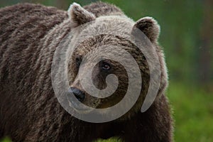 Large Brown bear staring in the woods