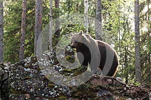 Large Brown bear, Ursus arctos sniffing a rock in summery Finnish taiga forest, Northern Europe.