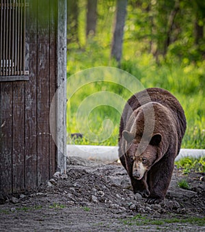 Large brown bear walks very close to building