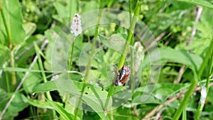 A large brown beetle, a May beetle moves, crawls, climbs on a blade of grass, a leaf of a plant on a meadow, on a field