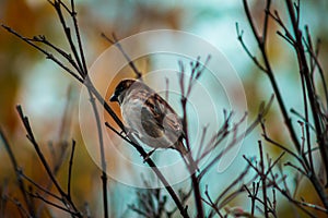 Large brown bird perched in a tree during the fall at the Frederik Meijer Gardens