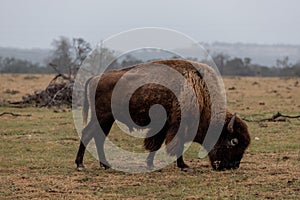 Large brown bison grazing on the grass in Texas