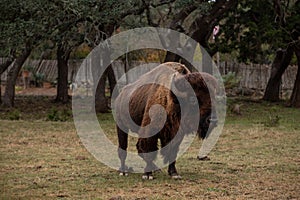 Large brown bison grazing on the grass in Texas