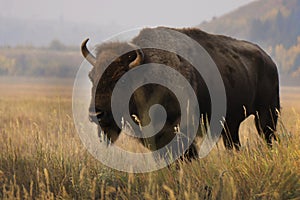 A large bison standing in yellow grasses in Grand Teton National Park in Wyoming.