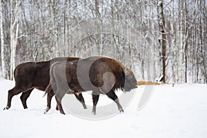 El gran marrón bisonte correr en el invierno Bosque con nieve. rebano de diente diente diente. naturaleza 