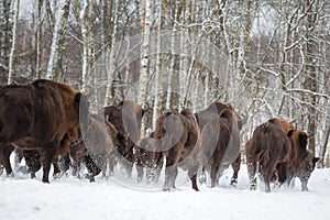 Large brown bisons Wisent running in winter forest with snow. Herd Of European Aurochs Bison, Bison Bonasus. Nature habitat. Selec