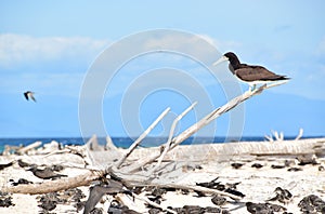Large Brown Booby bird resting on a dead tree branch at Michaelmas Cay, Great Barrier Reef