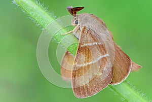 Large brown butterfly macrothylacia rubi sits on a green stalk o