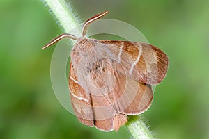 Large brown butterfly macrothylacia rubi sits on a green stalk o