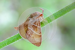 Large brown butterfly macrothylacia rubi sits on a green stalk o