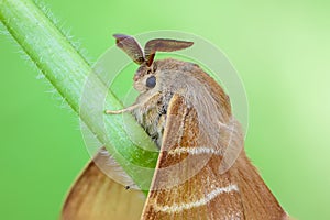 Large brown butterfly macrothylacia rubi sits on a green stalk o