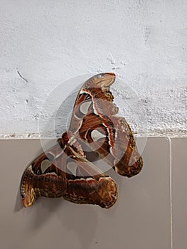 A large brown butterfly with white patterns is attached to the bathroom wall