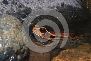 A large brown cane toad, Rhinella marina, hiding in the water