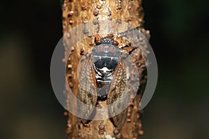 Large Brown Cicada