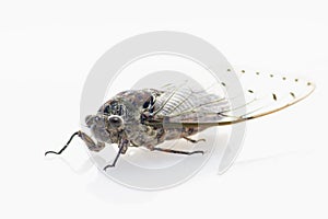 Large brown cicada,cicada isolated on white background