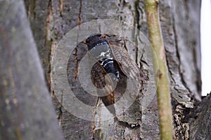 Large brown cicada Graptopsaltria nigrofuscata.