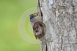 Large brown cicada Graptopsaltria nigrofuscata.