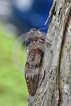 Large brown cicada Graptopsaltria nigrofuscata.