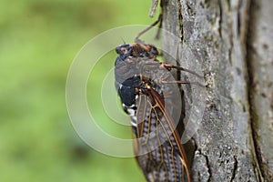 Large brown cicada Graptopsaltria nigrofuscata.