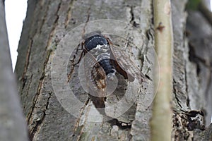 Large brown cicada Graptopsaltria nigrofuscata.