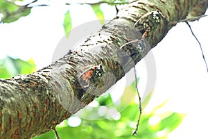 Large brown cicada ( Graptopsaltria nigrofuscata ).