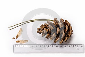 Large brown cone of Pitsunda pine with seeds and transparent on white background. Seeds of Pitsunda pine