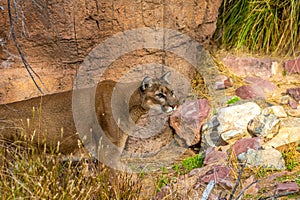 A large brown Cougar in Tucson, Arizona