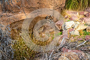 A large brown Cougar in Tucson, Arizona