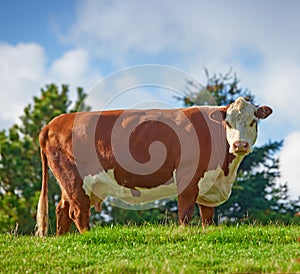 A large brown cow grazing on a field or farm in the rural countryside with blue sky copy space. Bovine bull livestock on