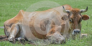 Large Brown Cow, Lying Down in Grass